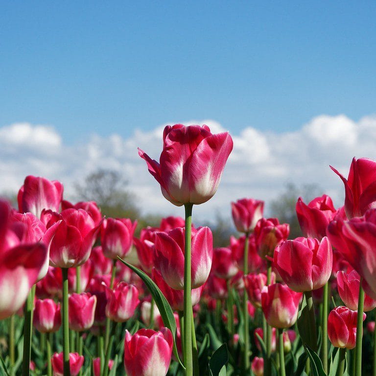 市の花　チューリップ