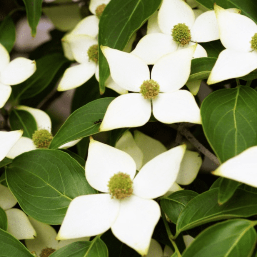 市の木　やまぼうし