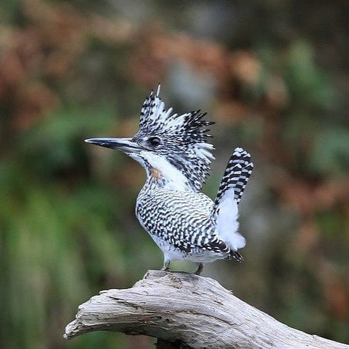 市の鳥　ヤマセミ